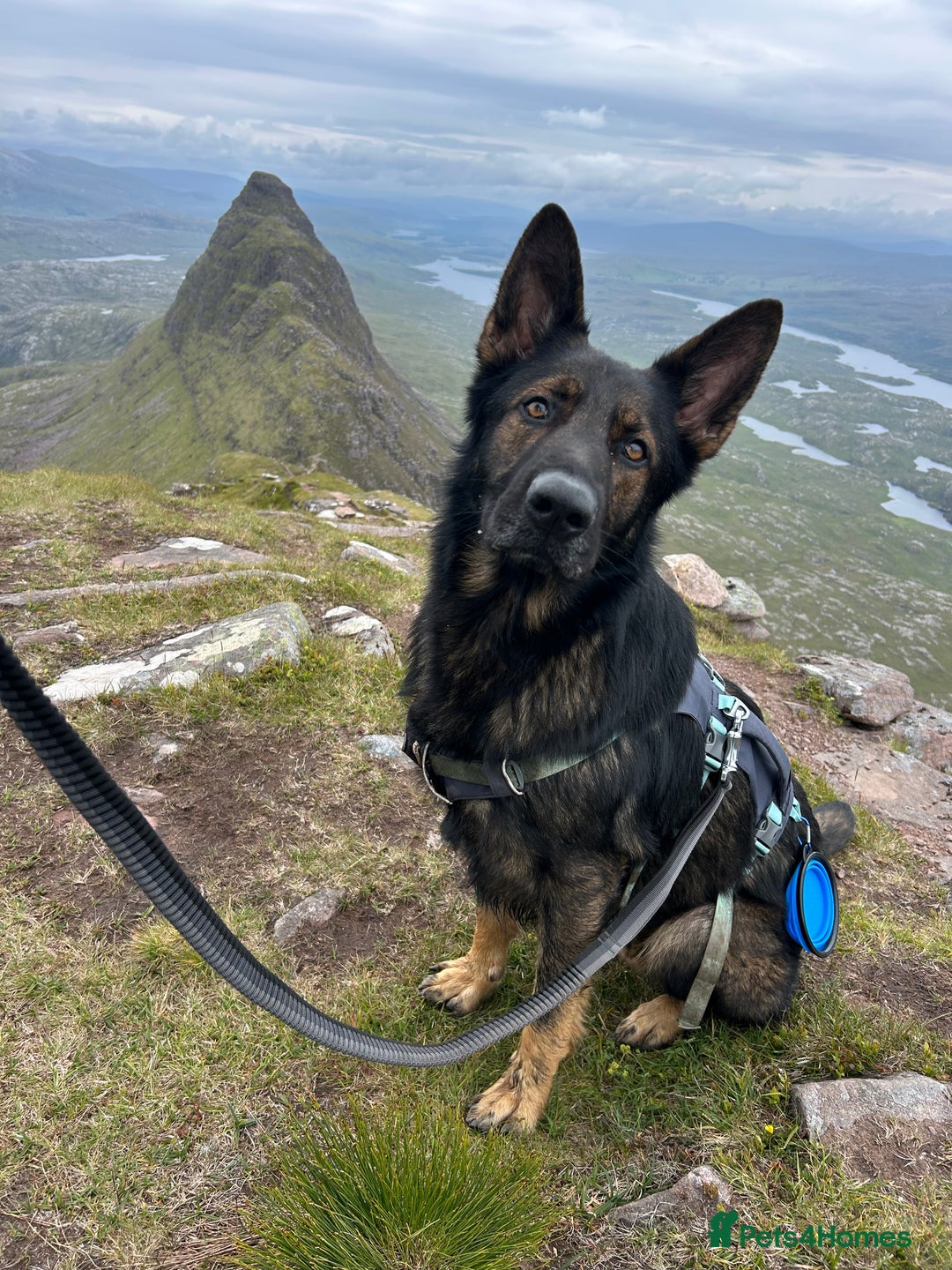 German Shepherd dogs for stud: Gorgeous German Shepherd For Stud in Kidderminster - Image 1