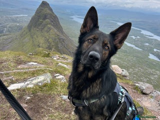 German Shepherd dogs in Kidderminster - Advert 11