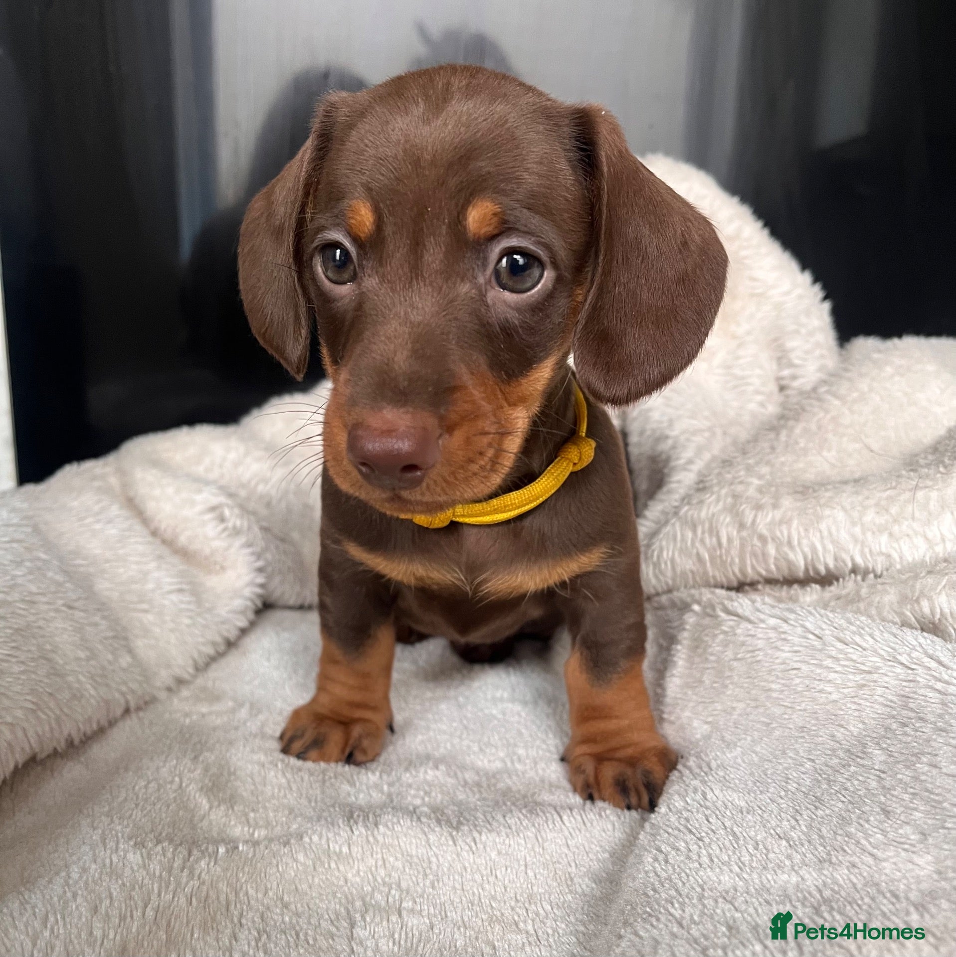 Miniature Dachshund dogs  🍫 Beautiful Chocolate & Tan Mini Dachshunds  - Advert 2