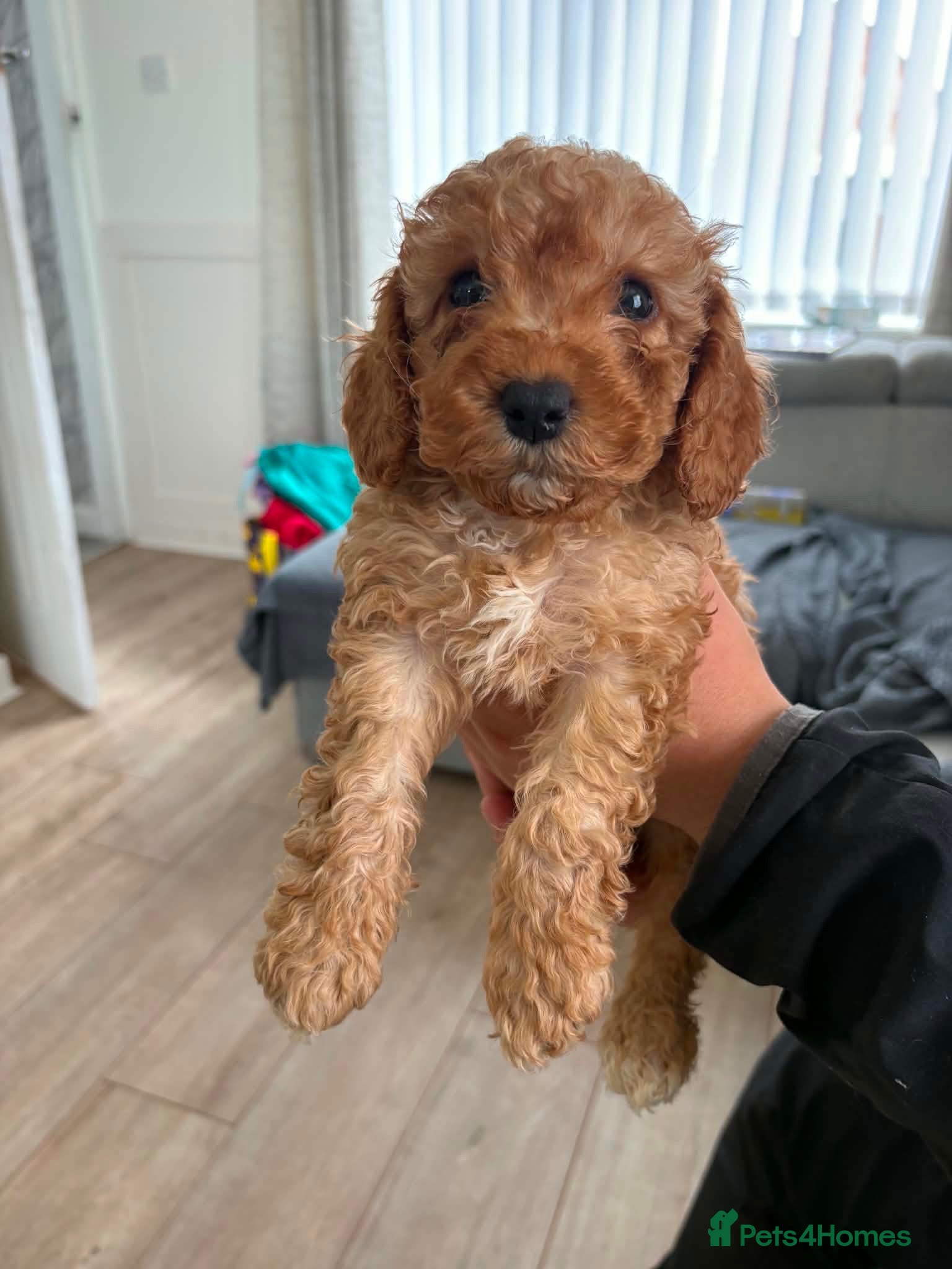 Cockapoo dogs F2 last girl puppy ready to go ! 🐶 - Advert 2