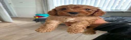 Cockapoo dogs for sale: F2 last girl puppy ready to go ! 🐶 - Advert 1