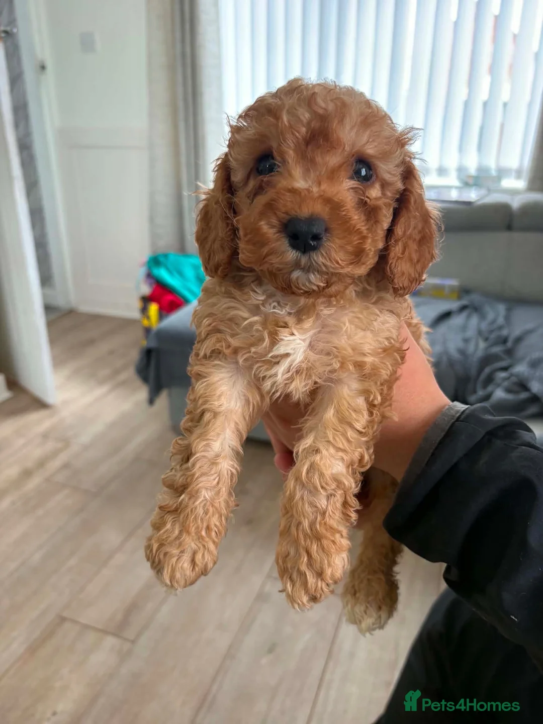 Cockapoo dogs for sale: F2 last girl puppy ready to go ! 🐶 - Advert 1