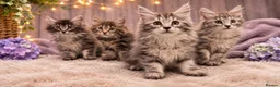 Kurilian Bobtail cats for sale: Beautiful silver tabby Kurilian bobtail kittens  in Stoke-on-Trent - Advert 4
