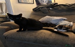 British Shorthair cats for sale: 2 females 1 male kitten - Image 1