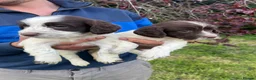 English Springer Spaniel dogs for sale: Traditional English Springer Spaniels  - Advert 18