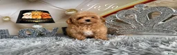 Maltipoo dogs for sale: Tiny teddy Maltipoo- from Asian teddy poodle dad - Advert 6