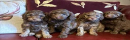 Cavapoo dogs for sale: Extensively health tested Cavapoo Pups - Advert 1