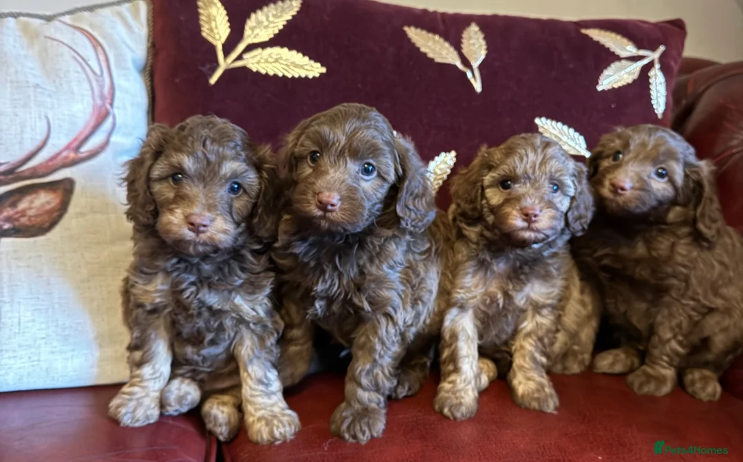 Cavapoo dogs for sale: Extensively health tested Cavapoo Pups - Advert 1