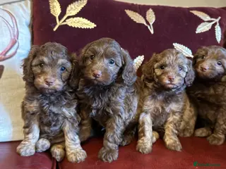 Cavapoo dogs Extensively health tested Cavapoo Pups - Advert 3
