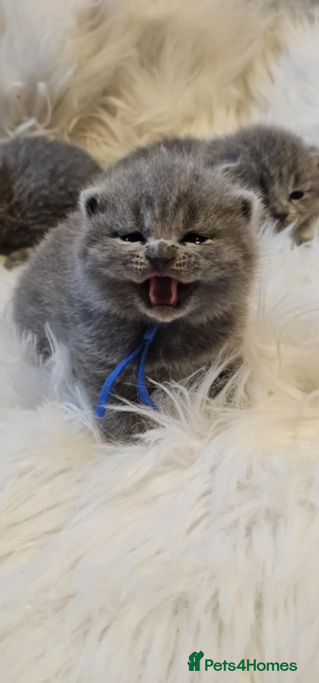 British Shorthair cats for sale: High-Quality BSH GCCF - Advert 1