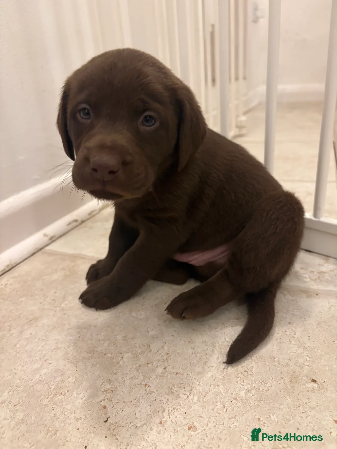 Labrador Retriever dogs for sale: ⭐️Gorgeous Kc Chocolate Labrador Puppies⭐️ - Advert 12