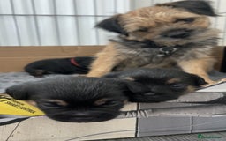 Border Terrier dogs for sale: 2 exceptional KC registered Border Terrier pups - Image 4