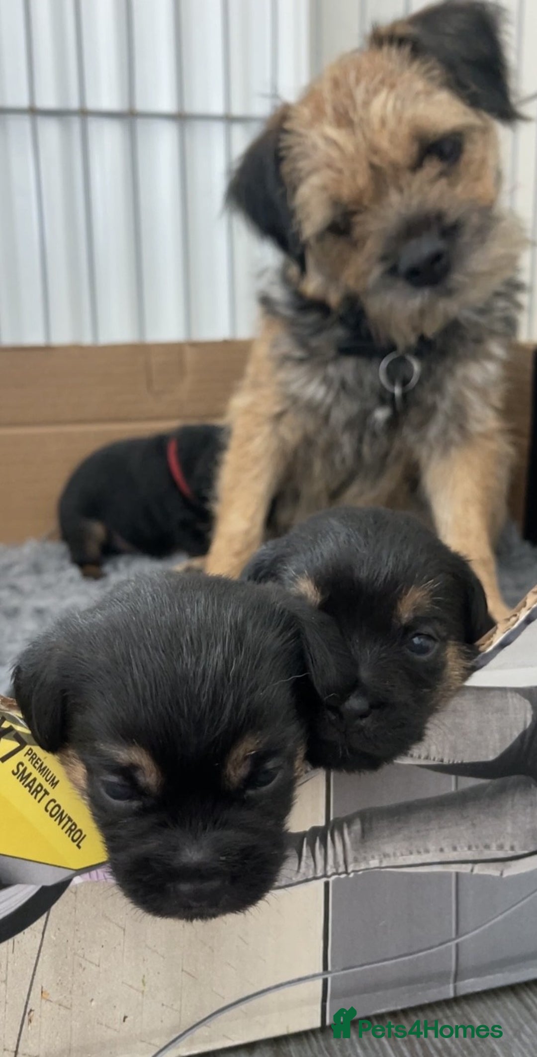 Border Terrier dogs for sale: 2 exceptional KC registered Border Terrier pups - Image 4