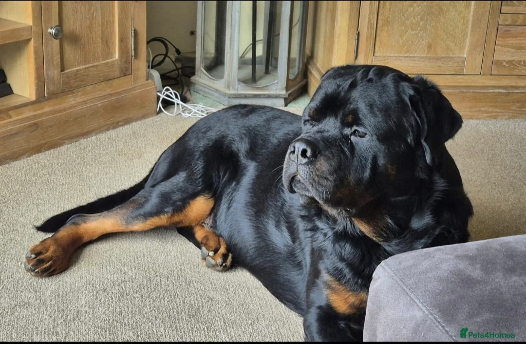 Rottweiler dogs for sale: Rottweiler male 4 years old needs new home!  - Advert 2