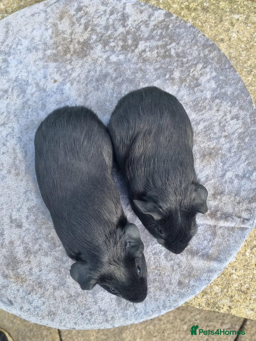 Guinea Pig rodents for sale: Two pairs of male guinea pigs  - Advert 2