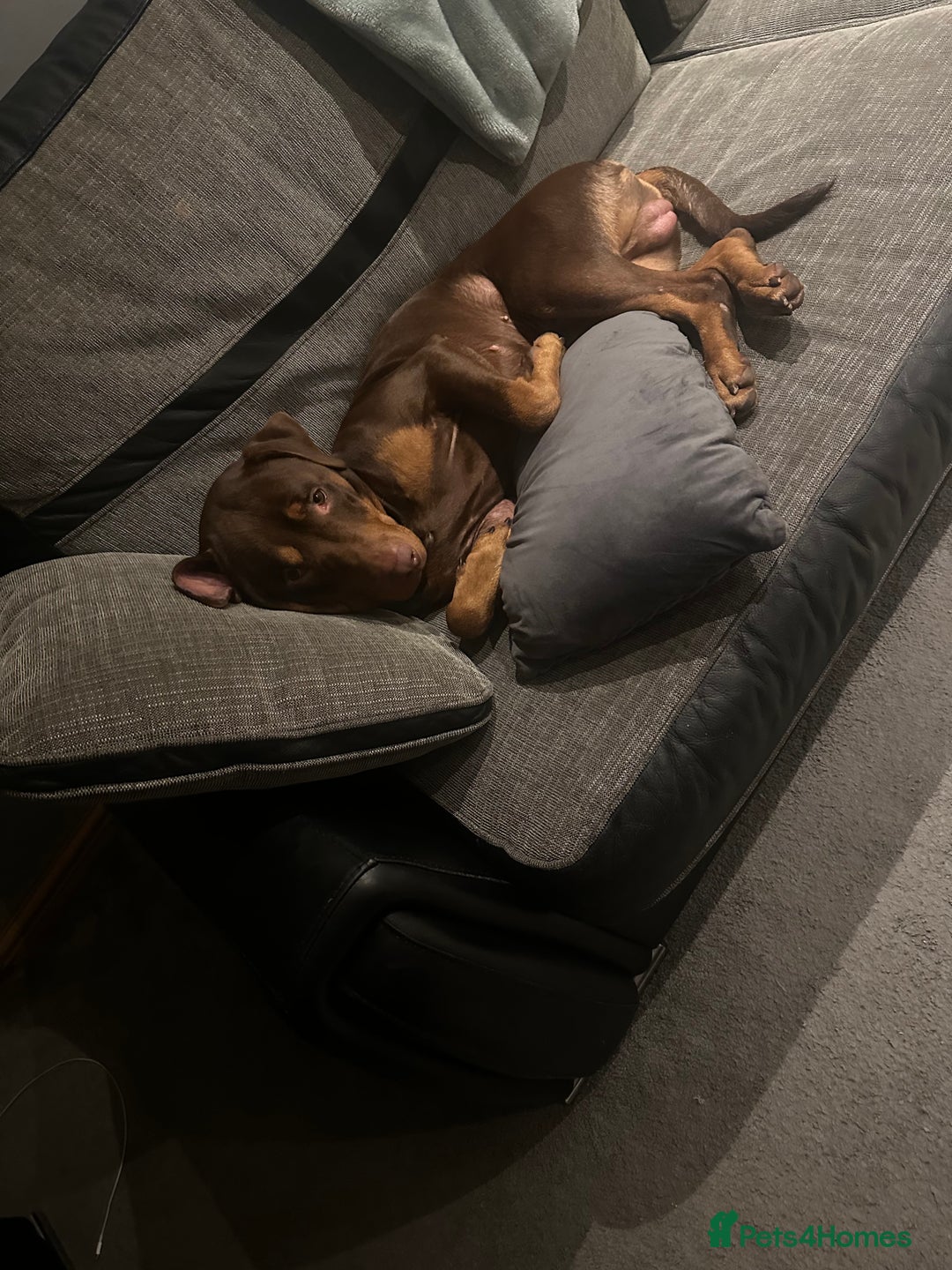 Mixed Breed dogs for sale: Doberman cross staff  - Advert 7