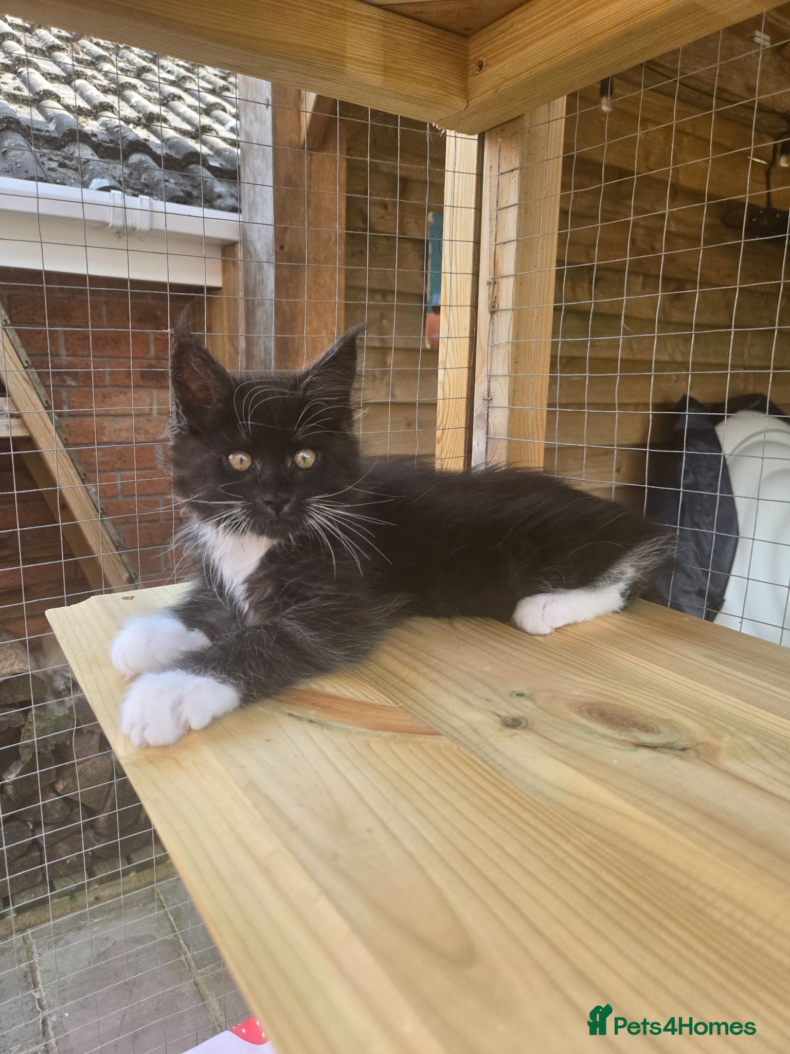 Maine Coon cats GCCF Registered Maine Coon Kittens  - Advert 9