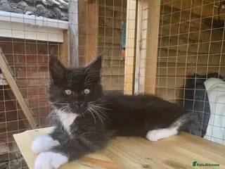 Maine Coon cats GCCF Registered Maine Coon Kittens - Advert 9