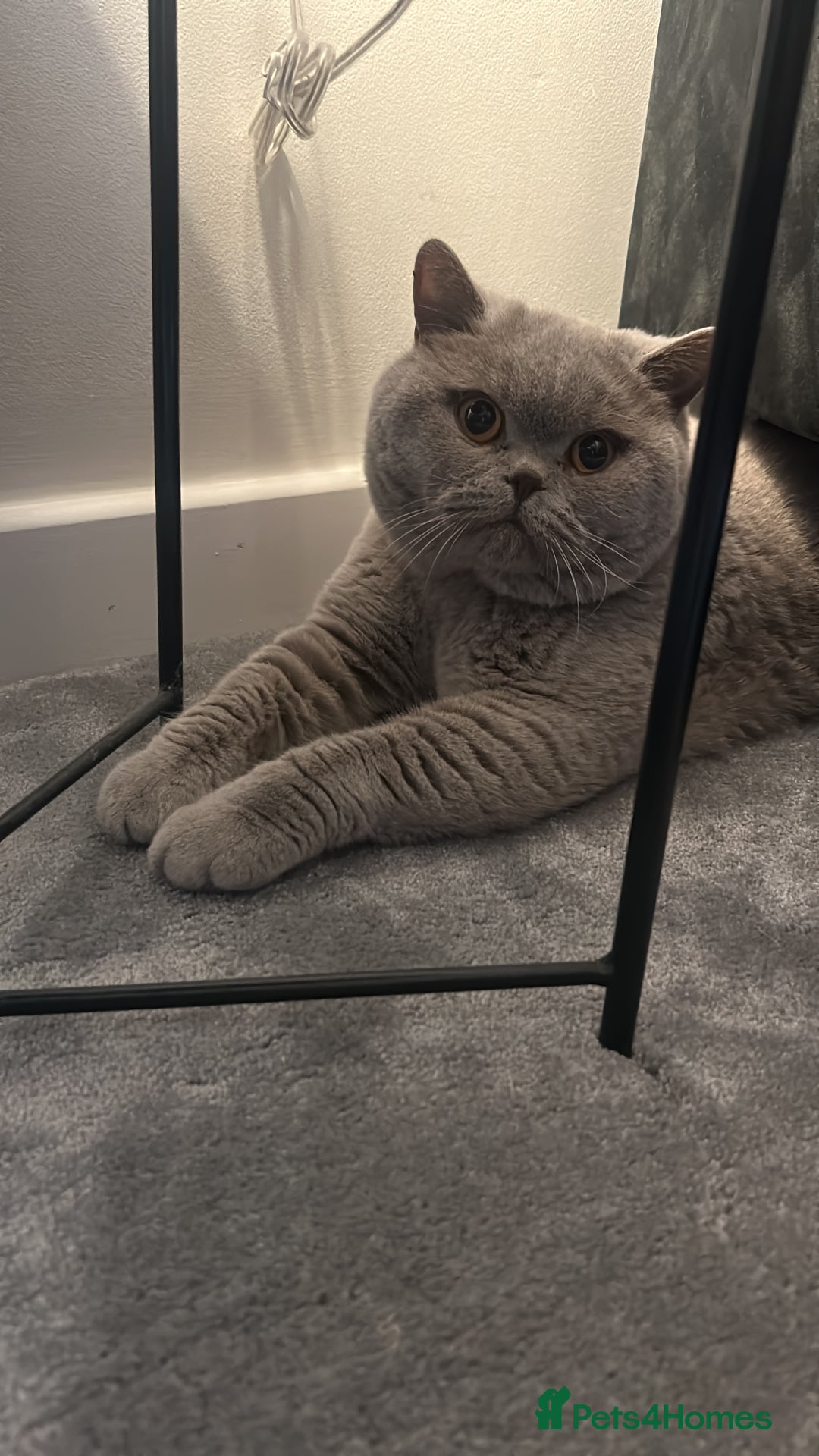 British Shorthair cats for sale: Lilac male available  - Image 1
