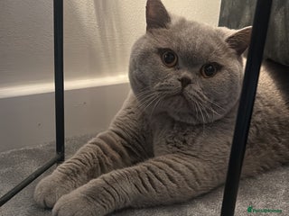 British Shorthair cats for sale - Advert 1