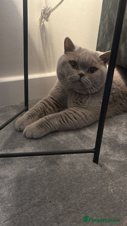 British Shorthair cats - Advert 6