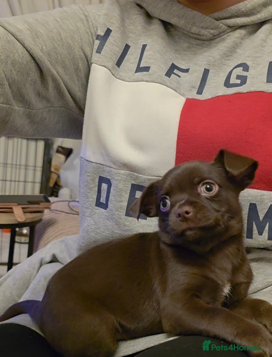 Chihuahua dogs for sale: Stunning Chocolate Chihuahua Puppies 🐶  - Image 4