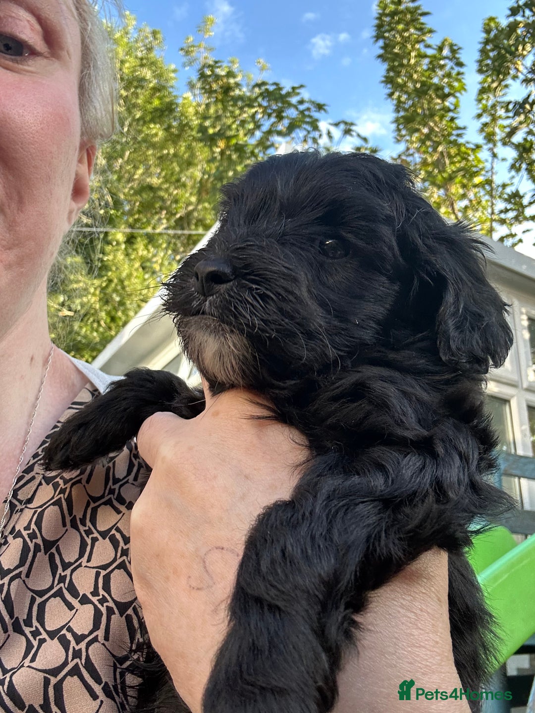 Maltipoo dogs for sale: Two cuddly little maltipoo boys - Image 4