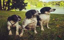 Sprocker dogs for sale: Hendrix the male sprocker available. - Image 35