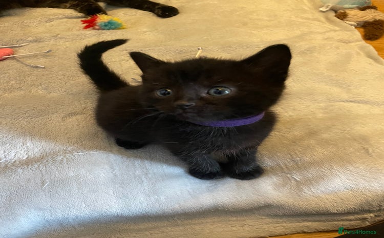 Mixed Breed cats - Advert 4