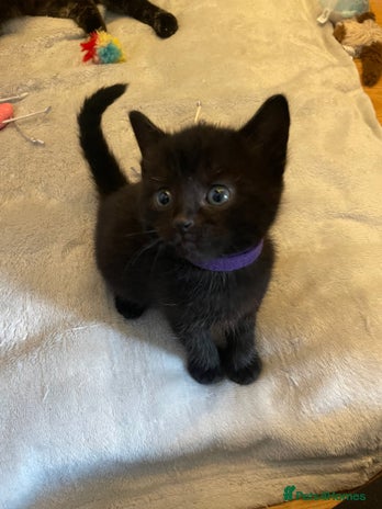 Mixed Breed cats - Advert 4