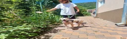 Cockapoo dogs for adoption: 🐾CRIS - Betrayed by the Person He Trusted… in Nottingham - Advert 25