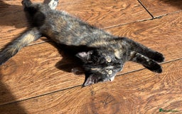 Mixed Breed cats for sale: 1/4 Maine Coon x playful, dog friendly girl - Image 5