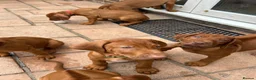 Rhodesian Ridgeback dogs for sale: KC Registered RR Ready for forever Homes 1st July - Advert 23