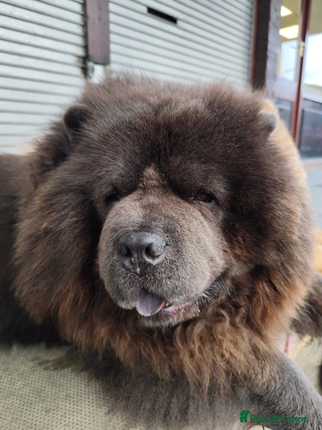 Chow Chow dogs for stud: Black chow chow for stud - Advert 9