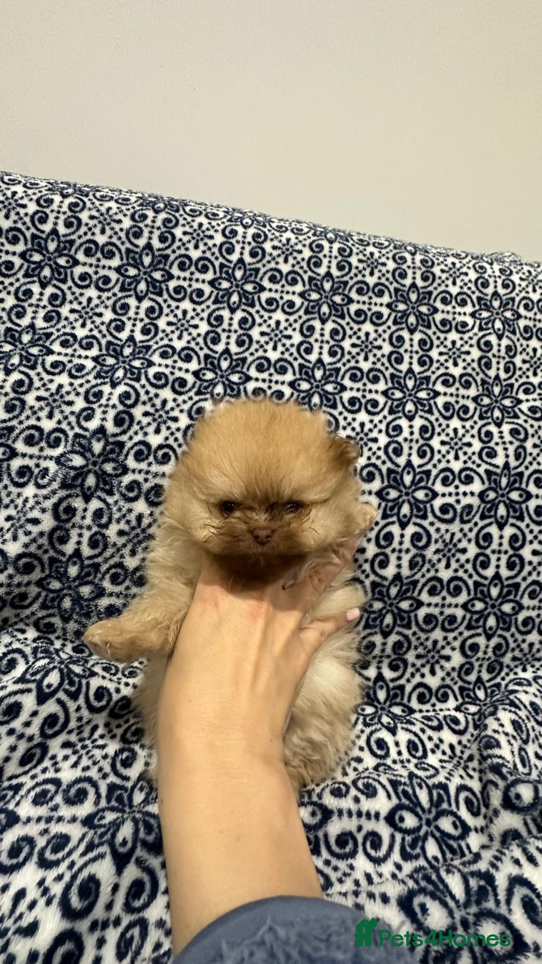 Pomeranian dogs for sale: Stunning littler of KC Pom puppies - Advert 23