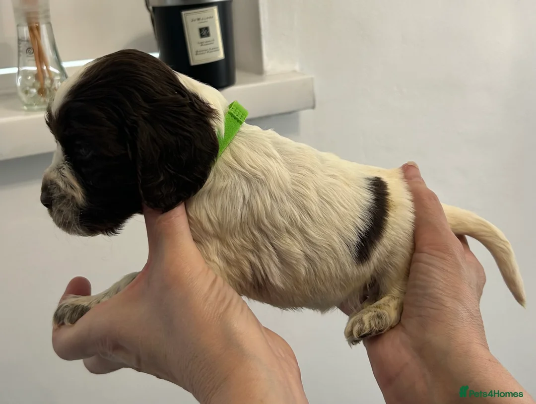 Cocker Spaniel dogs for sale: Beautiful cocker spaniel puppies  - Advert 9