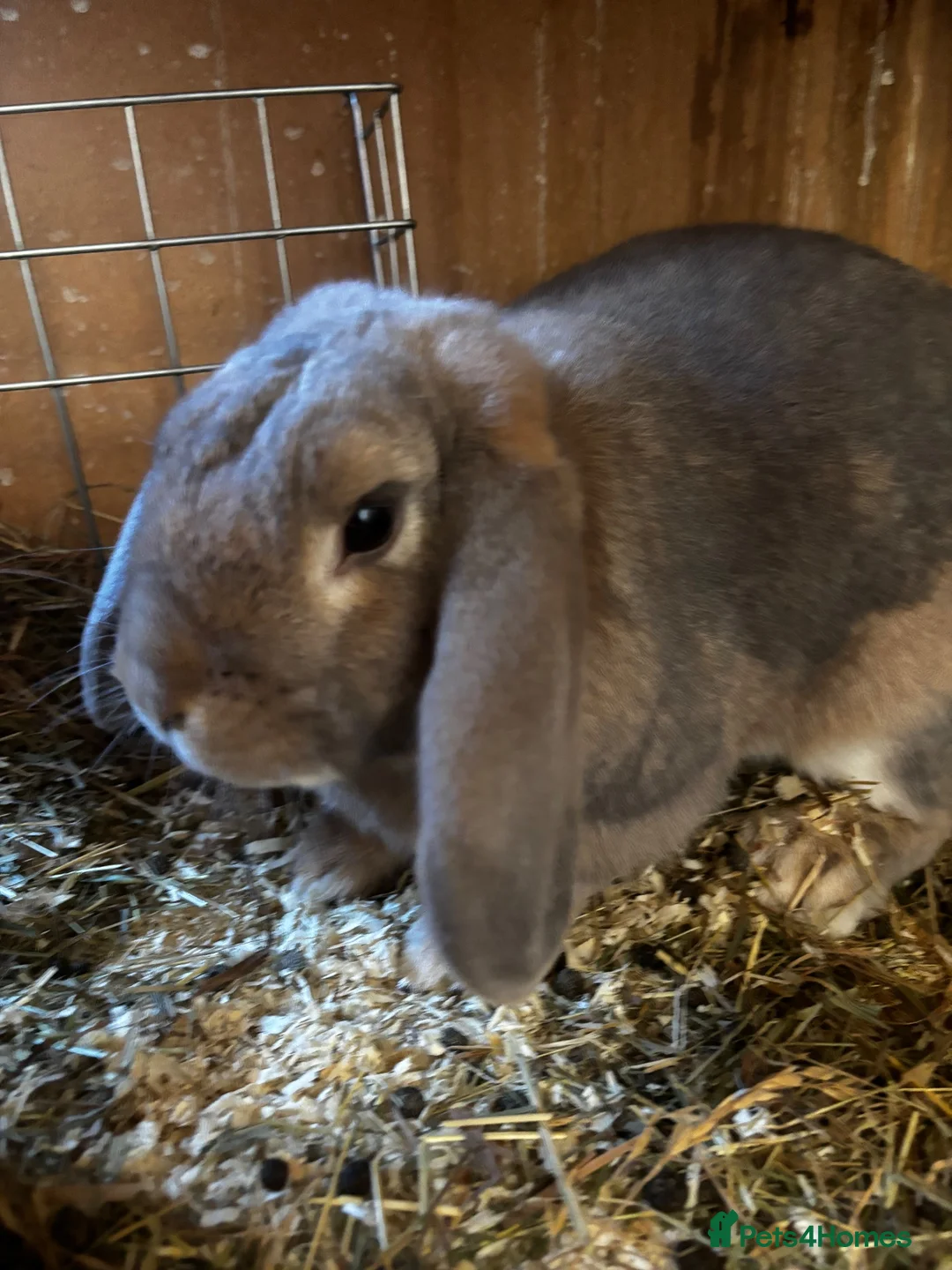 Mini Lop rabbits for sale: Beautiful baby Mini Lops - Advert 8