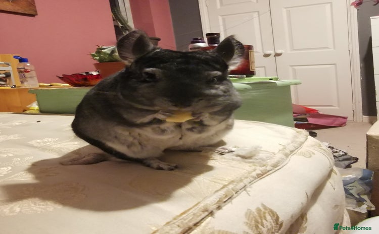 Chinchilla rodents Female chinchilla free to good home - Advert 9