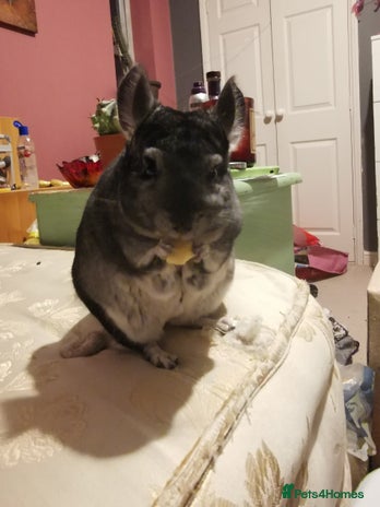 Chinchilla rodents Female chinchilla free to good home - Advert 2