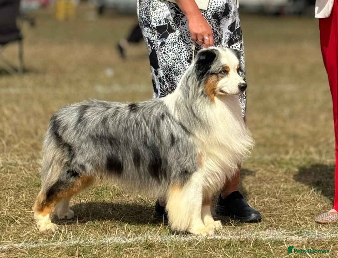Australian Shepherd dogs for stud: Stud dogs!!  - Advert 2