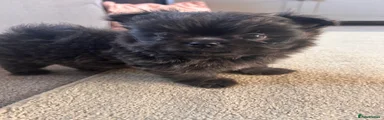 Maltipom 1