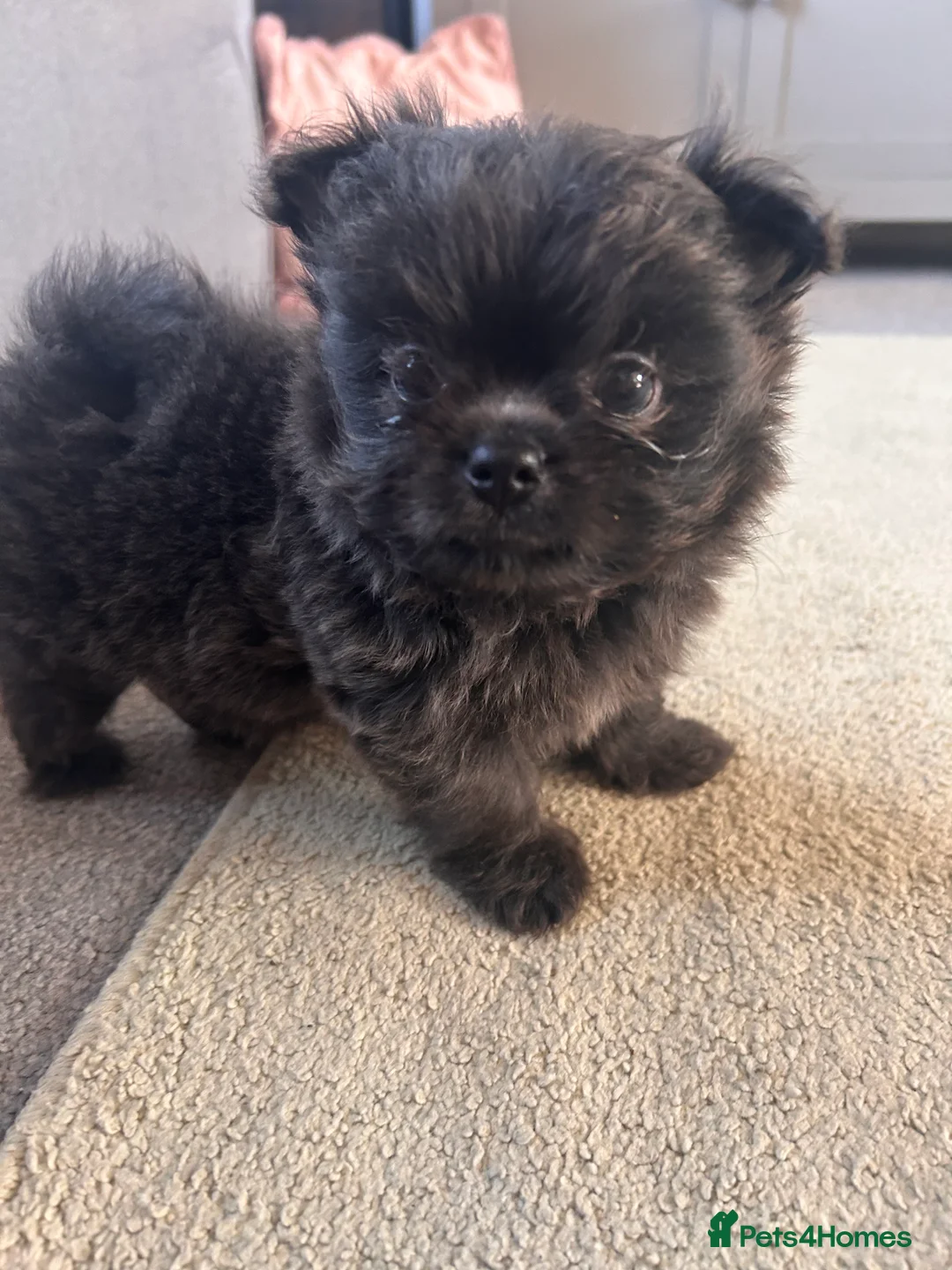 Maltipom dogs for sale: 2 absolute princesses  - Advert 15