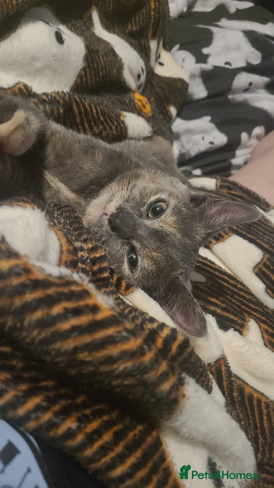 Mixed Breed cats for sale: Dilute tortoiseshell  - Advert 4