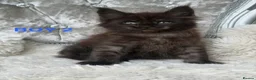 Maine Coon cats for sale: ONLY 2 LEFT SHOW QUALITY MAINE COON KITTENS - Advert 27