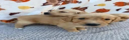 Golden Retriever dogs for sale: Beautiful golden retriever puppies - Advert 26