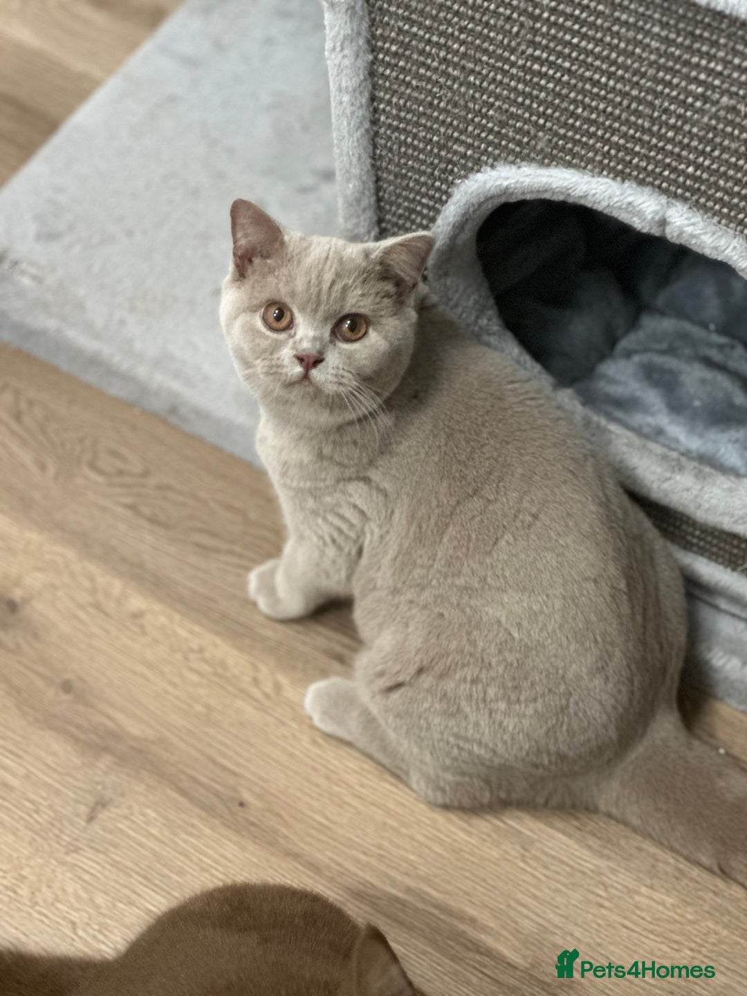 British Shorthair cats for sale: Exc   champion line - Advert 28