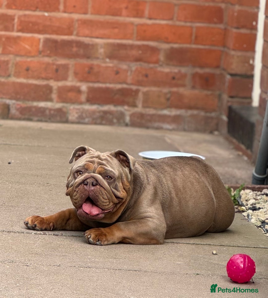 English Bulldog dogs for sale: English Bulldog 4.5years old  - Image 2