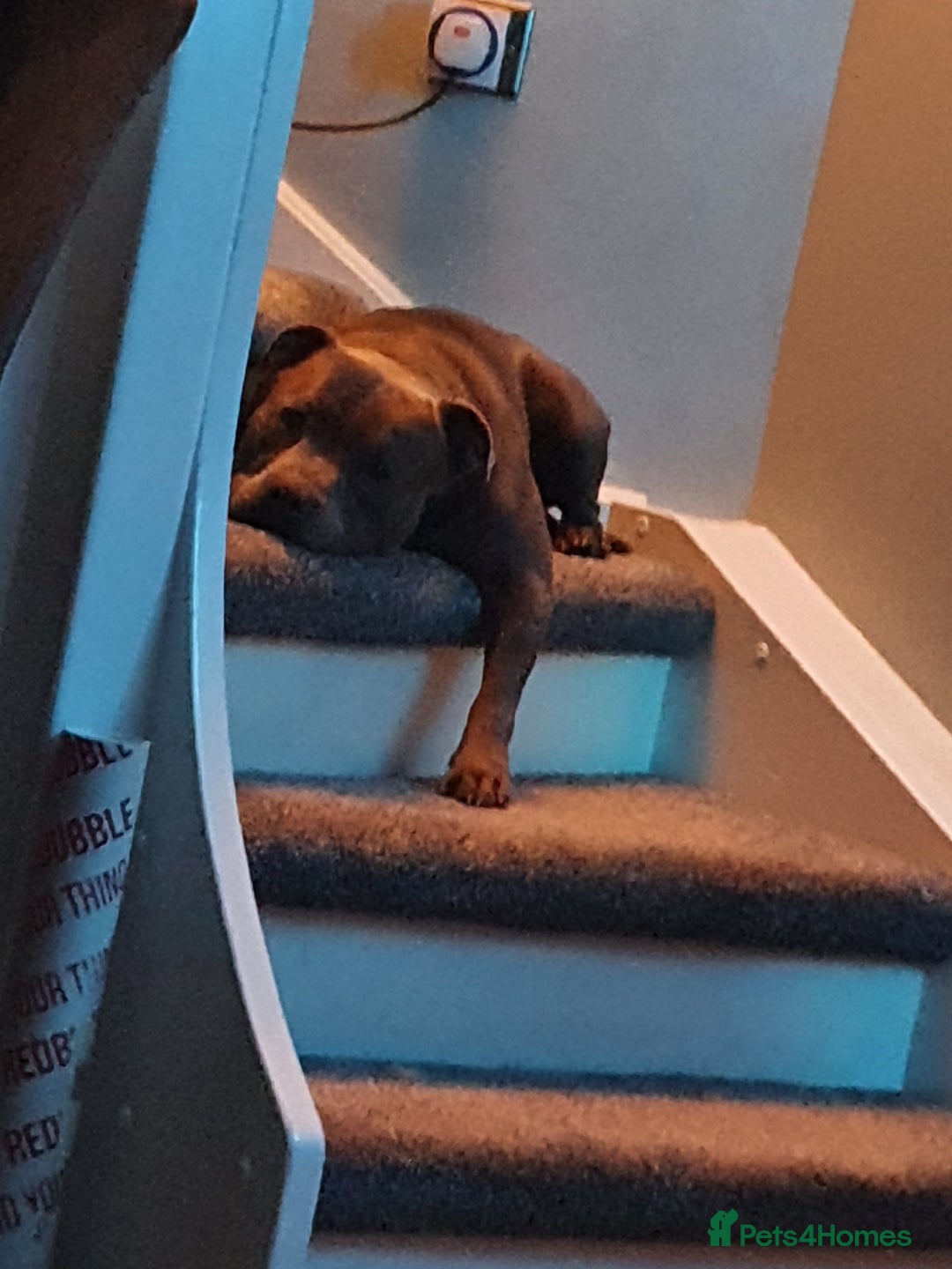 Staffordshire Bull Terrier dogs for stud: Stud for breeding in Ilkeston - Advert 10