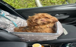 Shih Tzu dogs for stud: Stud shihtzu  - Image 2