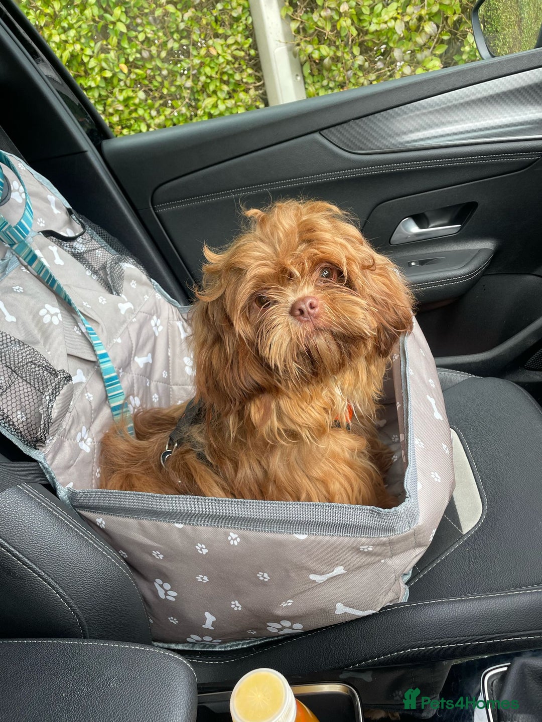 Shih Tzu dogs for stud: Stud shihtzu  - Image 2